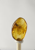 01033 - Choice Grade 0.60 Inch Baltic Amber With An Inclusion Of Fossil Insect (Diptera - Sciaridae Fly)
