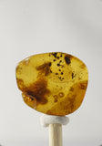 01025 - Super Rare 0.64 Inch Baltic Amber With An Inclusion Of Fossil Insect (Caddisfly)