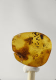 01025 - Super Rare 0.64 Inch Baltic Amber With An Inclusion Of Fossil Insect (Caddisfly)