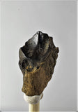 01038 - Partial Shed 0.65 Inch Triceratops horridus Dinosaur Tooth