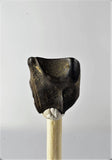 01039 - Partial Shed 0.38 Inch Triceratops horridus Dinosaur Tooth