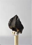 01037 - Unworn 0.60 Inch Triceratops horridus Dinosaur Tooth