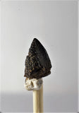 01037 - Unworn 0.60 Inch Triceratops horridus Dinosaur Tooth