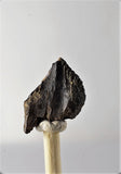 01037 - Unworn 0.60 Inch Triceratops horridus Dinosaur Tooth