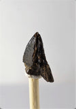 01037 - Unworn 0.60 Inch Triceratops horridus Dinosaur Tooth