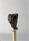 01040 - Partial Shed 0.48 Inch Triceratops horridus Dinosaur Tooth
