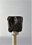 01040 - Partial Shed 0.48 Inch Triceratops horridus Dinosaur Tooth