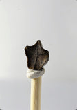 01045 - Well Preserved 0.35 Inch Brachylophosaurus Dinosaur Tooth