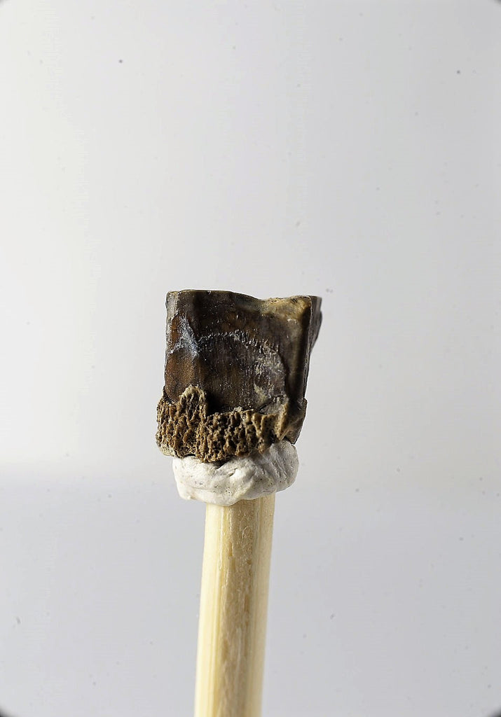 01046 - Collector Grade 0.32 Inch Brachylophosaurus Dinosaur Tooth