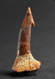 00864 - Collector Grade 1.64 Inch Onchopristis Cretaceous Giant Sawfish Rostral Barb