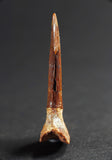 00864 - Collector Grade 1.64 Inch Onchopristis Cretaceous Giant Sawfish Rostral Barb
