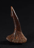 00507 - Well Preserved Juvenile 1.06 Inch Onchopristis Cretaceous Sawfish Rostral Barb