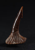 00507 - Well Preserved Juvenile 1.06 Inch Onchopristis Cretaceous Sawfish Rostral Barb