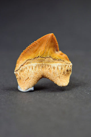 000654 - Top 1.06 Inch Squalicorax pristodontus (Crow Shark) Tooth