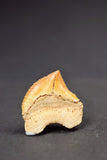 00656 - Premium Grade 0.95 Inch Squalicorax pristodontus (Crow Shark) Tooth