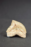 00657 - Beautiful White 1.09 Inch Squalicorax pristodontus (Crow Shark) Tooth