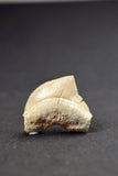 00657 - Beautiful White 1.09 Inch Squalicorax pristodontus (Crow Shark) Tooth