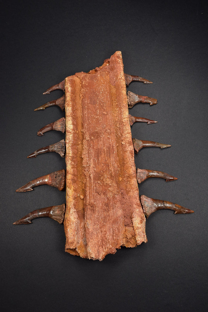 00446 - Impressive Unusual 12.2 Inch Onchopristis Rostral Bone With Barbs
