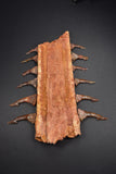 00446 - Impressive Unusual 12.2 Inch Onchopristis Rostral Bone With Barbs