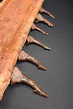 00446 - Impressive Unusual 12.2 Inch Onchopristis Rostral Bone With Barbs