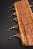 00446 - Impressive Unusual 12.2 Inch Onchopristis Rostral Bone With Barbs