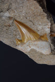 00437 - Beautiful Orange Colored 2.01 Inch Otodus obliquus Shark Tooth in Natural Matrix