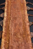 00446 - Impressive Unusual 12.2 Inch Onchopristis Rostral Bone With Barbs