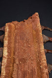 00446 - Impressive Unusual 12.2 Inch Onchopristis Rostral Bone With Barbs