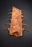 00446 - Impressive Unusual 12.2 Inch Onchopristis Rostral Bone With Barbs