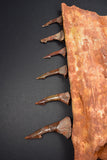 00446 - Impressive Unusual 12.2 Inch Onchopristis Rostral Bone With Barbs