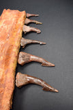 00446 - Impressive Unusual 12.2 Inch Onchopristis Rostral Bone With Barbs