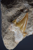 00437 - Beautiful Orange Colored 2.01 Inch Otodus obliquus Shark Tooth in Natural Matrix