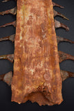 00446 - Impressive Unusual 12.2 Inch Onchopristis Rostral Bone With Barbs