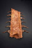 00446 - Impressive Unusual 12.2 Inch Onchopristis Rostral Bone With Barbs
