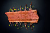 00446 - Impressive Unusual 12.2 Inch Onchopristis Rostral Bone With Barbs