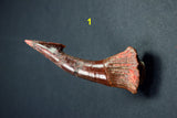 00446 - Impressive Unusual 12.2 Inch Onchopristis Rostral Bone With Barbs