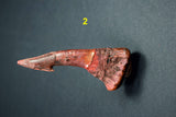 00446 - Impressive Unusual 12.2 Inch Onchopristis Rostral Bone With Barbs