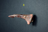 00446 - Impressive Unusual 12.2 Inch Onchopristis Rostral Bone With Barbs