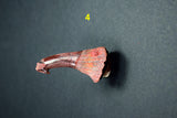 00446 - Impressive Unusual 12.2 Inch Onchopristis Rostral Bone With Barbs