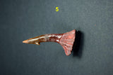 00446 - Impressive Unusual 12.2 Inch Onchopristis Rostral Bone With Barbs