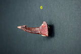 00446 - Impressive Unusual 12.2 Inch Onchopristis Rostral Bone With Barbs