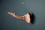 00446 - Impressive Unusual 12.2 Inch Onchopristis Rostral Bone With Barbs