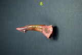 00446 - Impressive Unusual 12.2 Inch Onchopristis Rostral Bone With Barbs