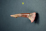 00446 - Impressive Unusual 12.2 Inch Onchopristis Rostral Bone With Barbs