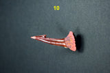 00446 - Impressive Unusual 12.2 Inch Onchopristis Rostral Bone With Barbs