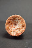 00736 - Rare Preserved 1.35 Inch Concavotectum Moroccensis Fish Vertebra Bone From Kem Kem Basin
