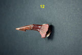 00446 - Impressive Unusual 12.2 Inch Onchopristis Rostral Bone With Barbs