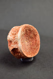 00736 - Rare Preserved 1.35 Inch Concavotectum Moroccensis Fish Vertebra Bone From Kem Kem Basin