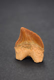 00471 - Finest Grade 1.06 Inch Squalicorax pristodontus (Crow Shark) Tooth