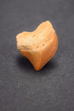 00471 - Finest Grade 1.06 Inch Squalicorax pristodontus (Crow Shark) Tooth